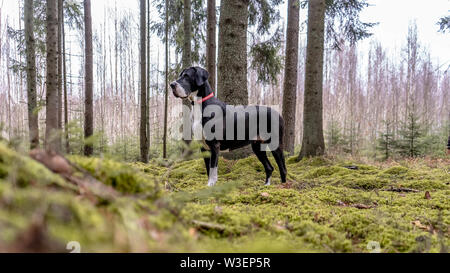 Dogge in einem Wald Stockfoto