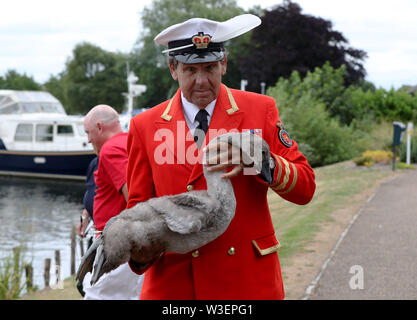 Die Queen's Swan Marker, David Barber, hält einen Shaker in der Nähe von Dumsey Wiese in Surrey, während der alten Tradition der jährlichen Erhebung der Swan Bevölkerung an der Themse. Stockfoto