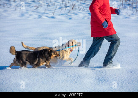 Mann mit zwei Hunden Spaziergänge auf den schneebedeckten Feld. Einen gelben Labrador Retriever Hund führt ein Mischling Hund an der Leine Stockfoto