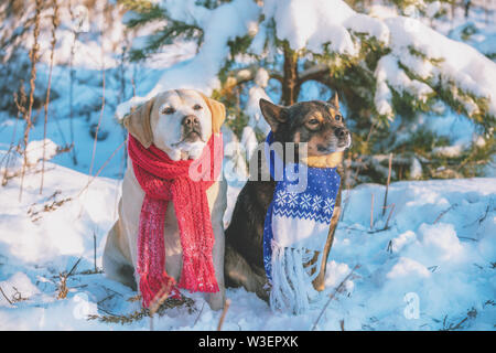 Gelben Labrador Retriever Hund und braun-schwarzen Hund sitzen zusammen im Freien an einem verschneiten Wald im Winter. Hunde tragen gestrickte Schals Stockfoto