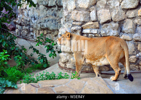 Moskauer Zoo. Nach Löwe lebt in einer gut ausgestatteten Voliere Stockfoto