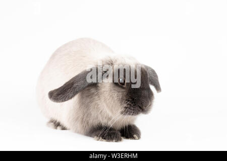 Mini Lop Kaninchen auf isolierten Hintergrund Stockfoto