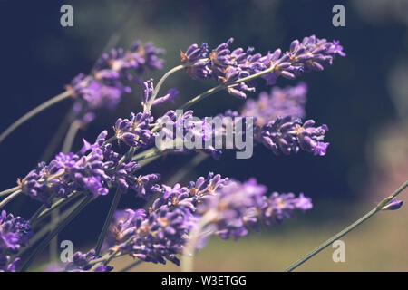 Lavendel Blüten, Lavandula Spica, vintage Verarbeitung Stockfoto