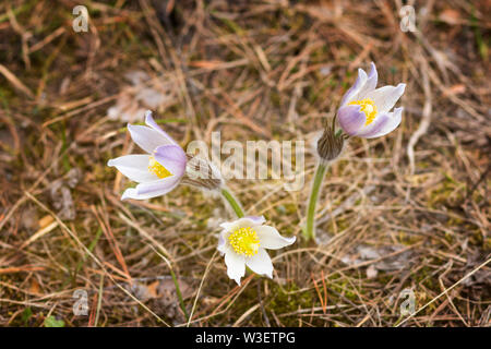 Erste Frühling Blumen, Schneeglöckchen, in einem Wald Stockfoto