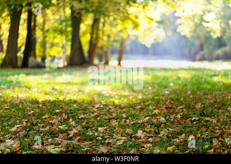 Ahornblätter im Park im Herbst Stockfoto