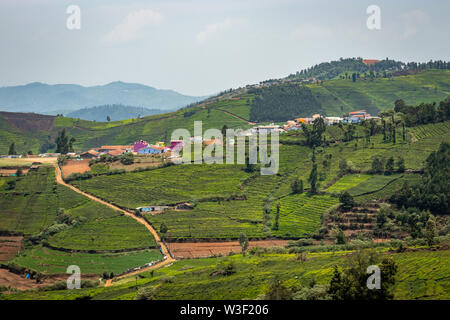 Tea Gardens in den Ausläufern des westlichen ghat Bild nehmen in Indien. Die Landschaft ist fantastisch mit grünem Tee Plantagen in Zeilen. Stockfoto