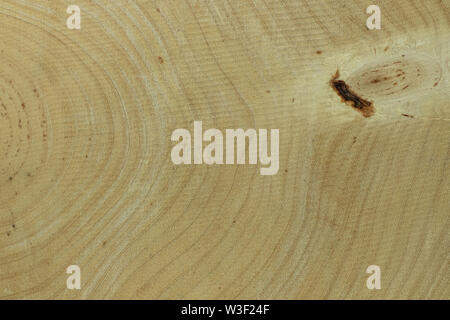 Jährliche ring Tamarind Holz für die Hintergrund Textur Stockfoto