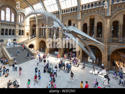 Natural History Museum London Innenraum; Menschen in der Haupthalle (Hintze Halle) unter der Blauwal Skelett, South Kensington, London, Großbritannien Stockfoto