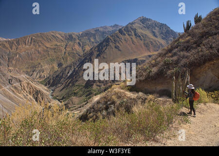 Mit Blick auf die immensen Colca Canyon, Cabanaconde, Peru Stockfoto