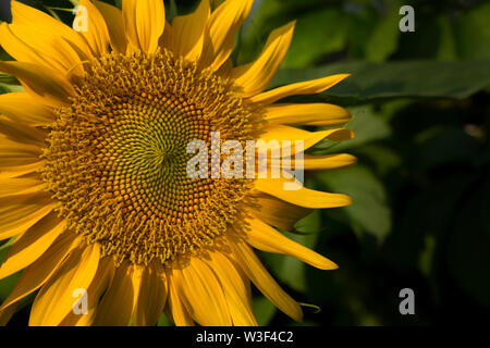 Makroaufnahme einer Sonnenblume Stockfoto
