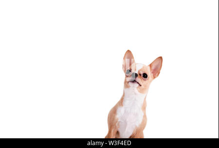 Studio shot von cute Chihuahua Welpen suchen mit Neugier und Aufmerksamkeit über Weiß isoliert Hintergrund - mit Kopie Raum Stockfoto