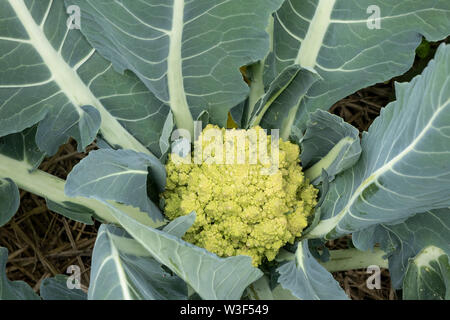 Romanesco Blumenkohl wachsen auf Zuteilung. Das Gemüse hat einen sehr markanten spiralförmigen fraktalen Muster und ist auch lecker zu essen Stockfoto