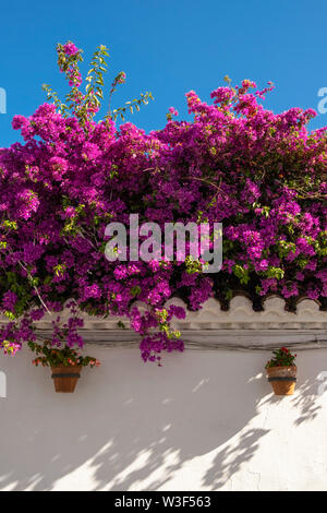 Bougainvillea Blüten und blauer Himmel, weiße Dorf Mijas. Provinz Malaga an der Costa del Sol. Andalusien, Süd Spanien Europa Stockfoto