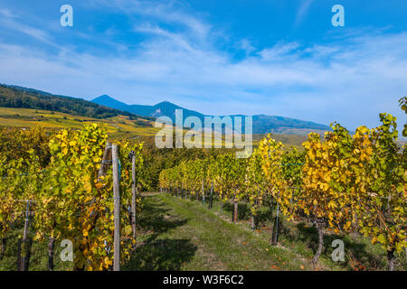 Landschaft mit den Weinbergen in Hunawihr, Elsässer Weinstraße und den Ausläufern der Vogesen, Frankreich Stockfoto