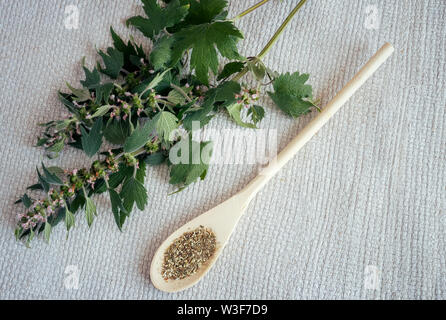 Wertvolle Heilpflanze - motherwort mit Blumen und Blätter auf einem weißen Hintergrund. Weiter ist eine Pflanze, die in getrockneten und zerkleinerten Form für die Vorbereitung von in Stockfoto