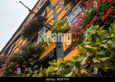 Holz Architektur in Riquewihr, Elsass, Frankreich, mittelalterlichen Häusern mit typischen Blumen und Dekoration Stockfoto