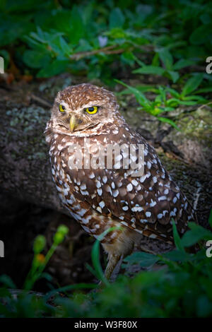 Eine grabende Eule steht neben der unterirdischen Nest in den Florida Everglades. Ich liebe, wie Sie schauen immer so wütend. Stockfoto