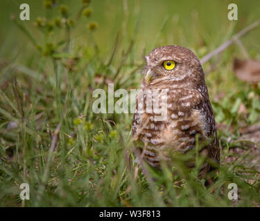 Eine grabende Eule steht Alarm in den Everglades. Diese sind sehr kleine Eulen, die Sie in diesem Bild sagen kann, da es im Gras stand. Stockfoto