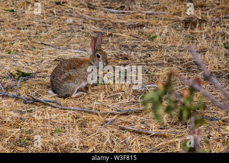 Europäische Kaninchen. Oryctolagus cuniculus. Avila, Castilla León, Spanien Europa Stockfoto