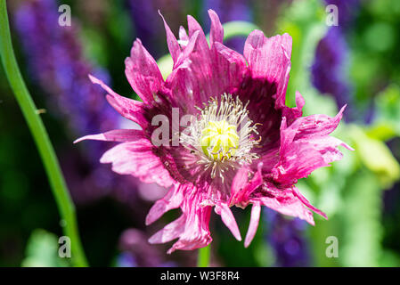 S rosa und lila Mohnblüte Stockfoto