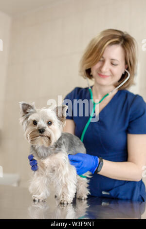 Schöne Arzt Tierarzt kleinen niedlichen Hund Rasse Yorkshire Terrier mit einem Stethoskop in einer Tierklinik. Glücklicher Hund auf ärztliche Untersuchung. Verschwommen hinterg Stockfoto