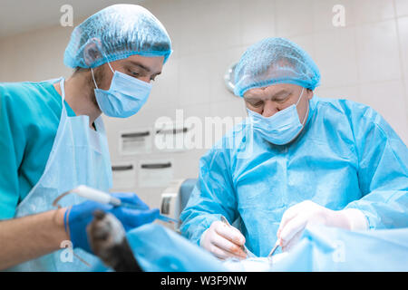 Ein Chirurg Tierarzt betreibt einen Hund im Operationssaal mit einem Assistenten. Das medizinische Team führt die Sterilisation. Behandschuhten Hände hol Stockfoto