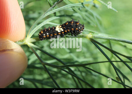 Erste Instar Schwalbenschwanz Raupe essen einige Dill im Garten. Stockfoto