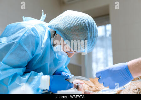 Veterinärmedizin Zahnheilkunde. Zahnarzt Chirurg Tierarzt mit einem Assistenten, reinigt und pflegt die Zähne des Hundes unter Anästhesie auf dem OP-Tisch in einer Ve Stockfoto