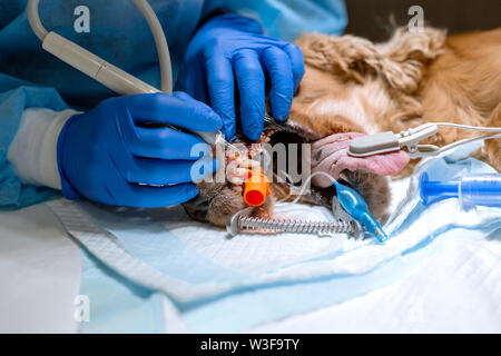 Veterinärmedizin Zahnheilkunde. Zahnarzt Chirurg Tierarzt reinigt und behandelt die Zähne eines Hundes unter Anästhesie auf dem OP-Tisch in einer Tierklinik. Ult. Stockfoto