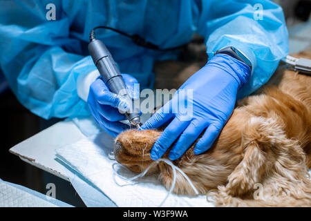 Ein Tierarzt Chirurg Bürsten der Zähne seines Hundes unter Anästhesie auf dem OP-Tisch. Hygiene der Mundhöhle bei Hunden. Zahnarzt Tierarzt behandelt teet Stockfoto