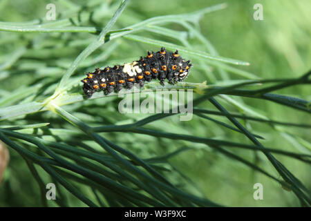 Erste Instar Schwalbenschwanz Raupe essen einige Dill im Garten. Stockfoto