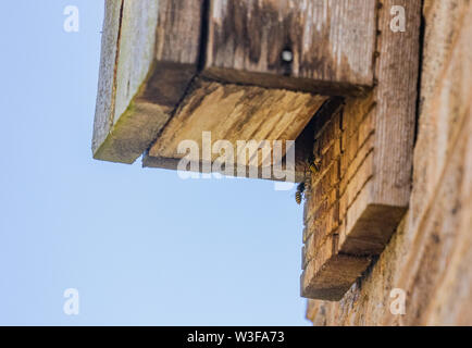 Wespen (UK) fliegen in ein Nest in einem hölzernen bat, grenzt an eine Wand. Stockfoto