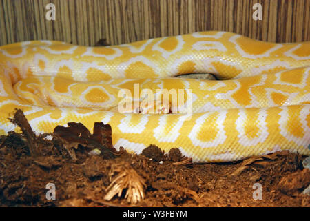 Der Tigerpython (Python bivittatus), ist ein Python Arten im tropischen Süd- und Südostasien gefunden Stockfoto