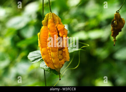 Die Schönheit der Balsam Apple ist eine gemeinsame klettern Kriechgang der Gurke Familie, oft an den Rändern der Wälder und Lichtungen Stockfoto