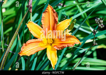 Die Blüte einer gemeinsamen orange Daylily (Hemerocallis fulva) Stockfoto