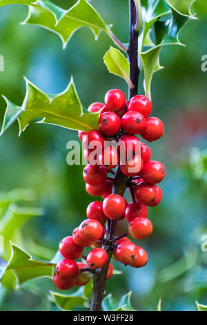 Leuchtend rote Stechpalme Beeren und Blätter mit einem unscharfen Hintergrund Stockfoto
