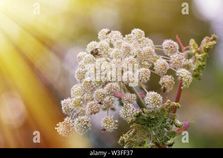 (Angelica archangelica Umbelliferae officinalis), Blume Hummeln und fliegt feeds Nektar, feuchten Wiese, Droge, Phytotherapie - Engel (Erzengel Stockfoto