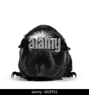 Portrait von Schwarz Weiß crested Meerschweinchen, Ansicht von vorne. Die Kamera. Auf weissem Hintergrund. Stockfoto