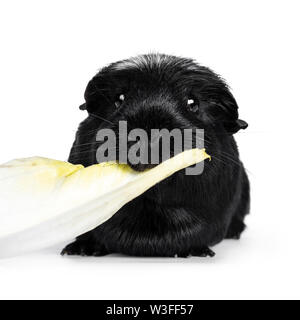 Portrait von Schwarz Weiß crested Meerschweinchen, Sitzen, Front mit dem Kopf nach oben. Mit Blick auf die Kamera. Auf weissem Hintergrund. Essen Chicoree. Stockfoto