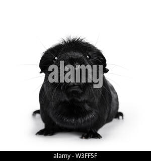 Portrait von Schwarz Weiß crested Meerschweinchen, Sitzen, Front mit dem Kopf nach oben. Auf der Suche sehr neugierig/schnüffeln an der Kamera. Auf weissem Hintergrund Stockfoto