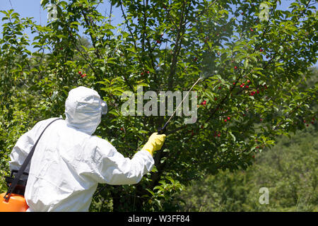 Behandlung von Obstplantage mit Herbizid, Insektizid oder Pestizid, nicht-organische Landwirtschaft Stockfoto