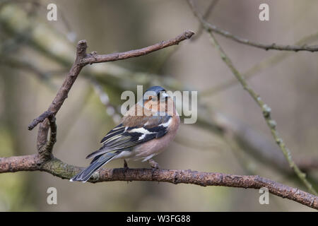 Männliche Buchfink Stockfoto
