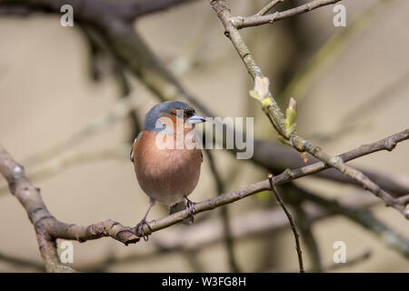 Männliche Buchfink Stockfoto