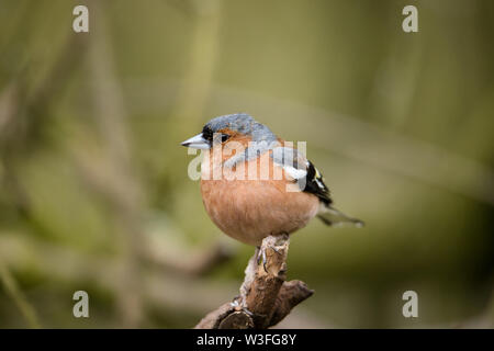 Männliche Buchfink Stockfoto