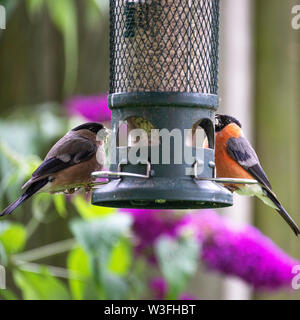 Männliche und weibliche Dompfaff Hocken auf einem Bird Feeder Essen Sonnenblume Herz Samen in einem Garten in Alsager Cheshire England United Kingdom Stockfoto