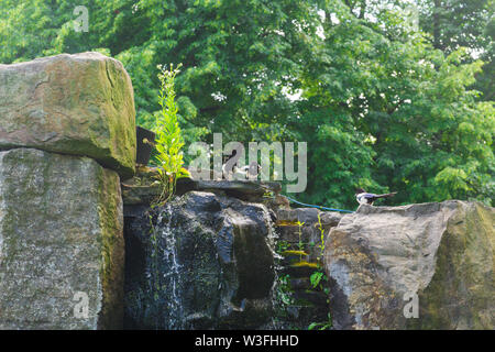 Schöne Eurasischen oder Europäischen magpie, Gemeinsame magpie Vogel hocken auf einem Stein. Stockfoto