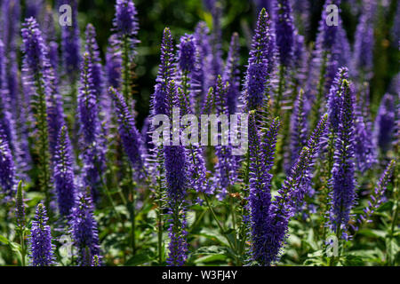 Die blütenkerzen der Garten Ehrenpreis (Veronica longifolia) Stockfoto
