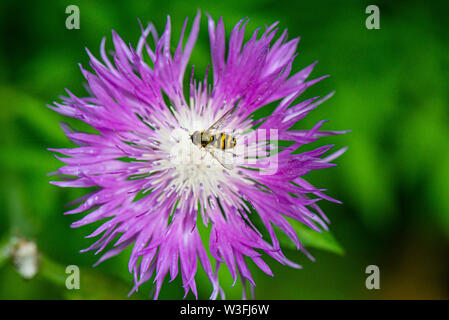 Ein Hoverfly an der Blüte einer flockenblume' John Coutts' (Centaurea 'John Coutts') Stockfoto