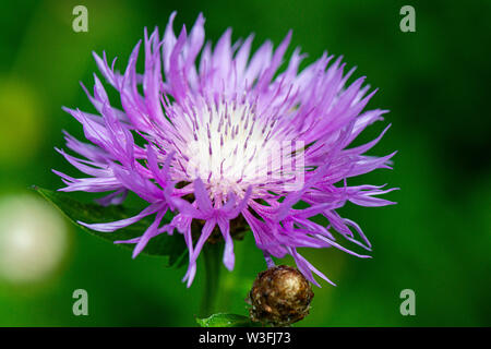 Die Blume eines Flockenblume' John Coutts' (Centaurea 'John Coutts') Stockfoto