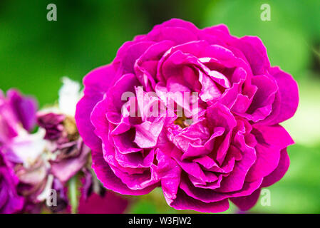 Die Blüte einer Rose' William Lobb' (Rosa' William Lobb") Stockfoto